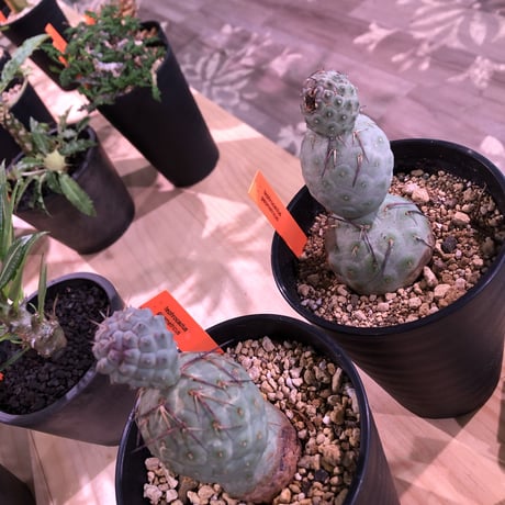tephrocactus   geometricus《M size》水色肌の可愛い球体