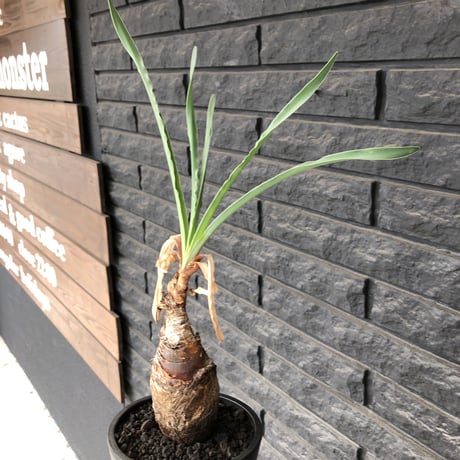boophane   disticha  《M size》black肌※手乗りsizeな良き樹形なblack肌カラーが魅力※mad black pot植え