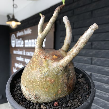 pachypodium gracilius《小さめL size》※現地球発根後店主国内管理2年株※愛くるしいぼってり良樹形な一株※mad black bowl pot植え