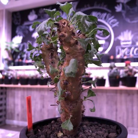 sarcocaulon   crassicaule《M  size》※冬型caudex‼︎  ※mad  black  pot植え　刺間が粗めなシンメトリーな balance株‼︎　店主管理３年株