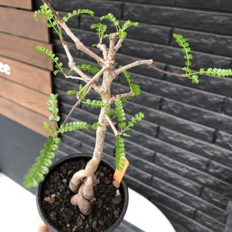 operculicarya decaryi  littmon seed🌱 《4年株》※幹も枝も大分太くなってくれたbalance良き一株※mad  black  pot植え