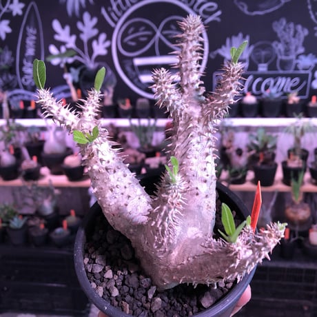 packypodium   makayense《M size》4分頭株※現地球発根済株※小振が故の良さが伝わる大変綺麗な装いのfour-he'dマカイ‼︎将来有望株※mad black pot植え