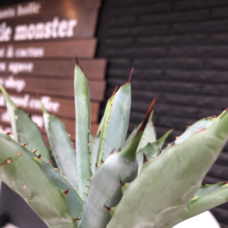 agave  macroacantha《大きめM size》※発根済株※発根後店主国内管理2年株※鋭く黒棘&青短葉typeのカッコいいマクロ‼︎※mad black pot植え