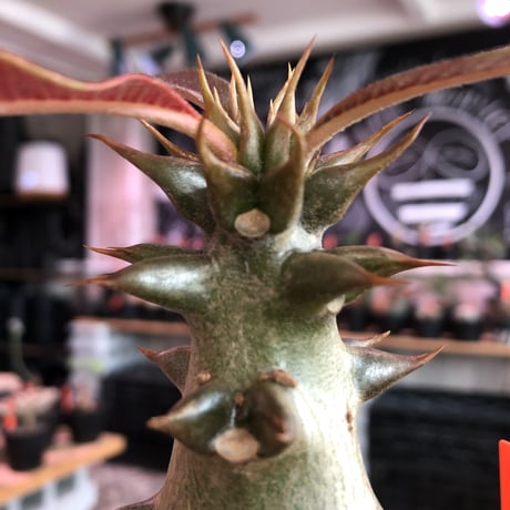 pachypodium  baronii《大きめM size》※激希少‼︎現地球発根済株※現地らしい荒いstuds棘に肌質‼︎weight低めな良樹形株※mad black pot植え