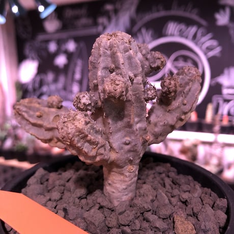 euphorbia  neobosseri《M size》※キモ可愛い装いへと年々ボコボコと子吹き増殖する渋い一株‼︎※mad black pot植え