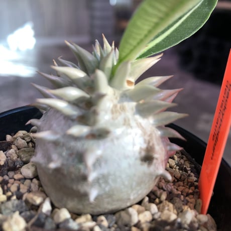 packypodium densicaule恵比寿大黒　littmon  seed🌱《大きめS size》※超球体&肌質が堪らないかわいさ‼︎※限定１株