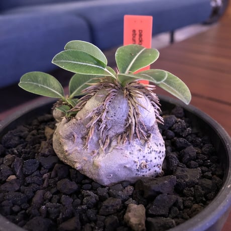 packypodium    roslatum var. eburneum（S size）現地球   発根済み株　※mad black bowl pot植え