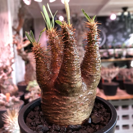 packypodium  gracilius《M size》赤肌株※現地球発根済株※店主国内管理3年株※極めて赤味の強い枝振り良きwildグラキ‼︎低重心な良き装い※mad black pot植え