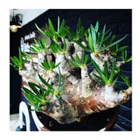 pachypodium brevicalyx 《XL size》※現地球株発根済※bigサイズ‼︎低重心半端なき枝振りも堪らない※brown marble bowl pot植え