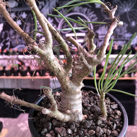 othonna protecta《M size》※現地球発根済株※今後輸入が厳しい上中々流通のない南アフリカものプロテクタ‼︎とても美しい塊根植物‼︎※mad black bowl pot植え