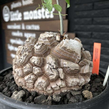 dioscorea elephantipes アフリカ亀甲竜《大きめL size》※今後輸入が厳しい南アフリカ物‼︎現地球らしい彫深き立体樹形に最高球体美樹形※mad black bowl pot植え
