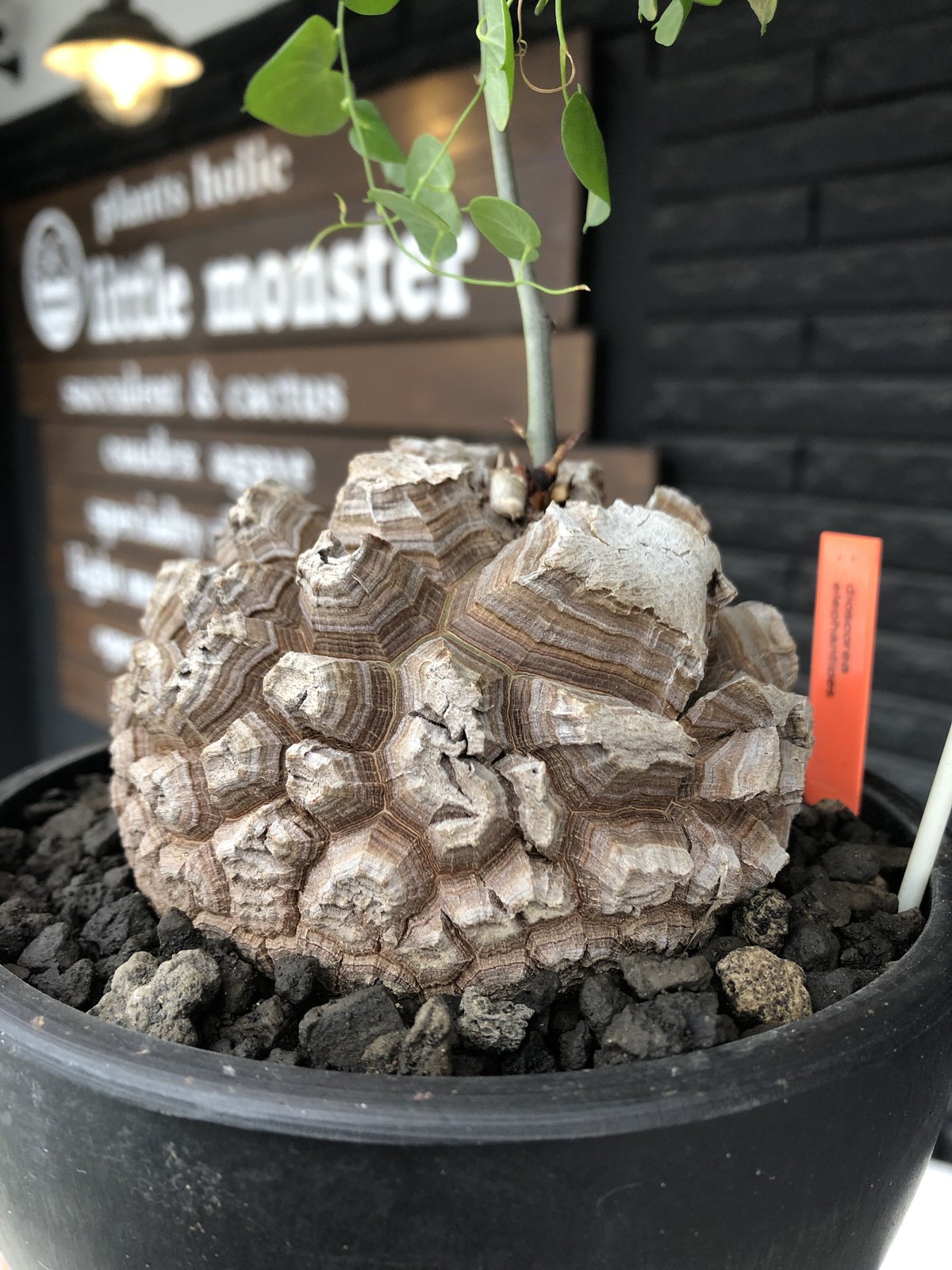 dioscorea elephantipes アフリカ亀甲竜《大きめL size》※今後 dioscorea elephantipes アフリカ亀甲竜《大きめL size》※今後