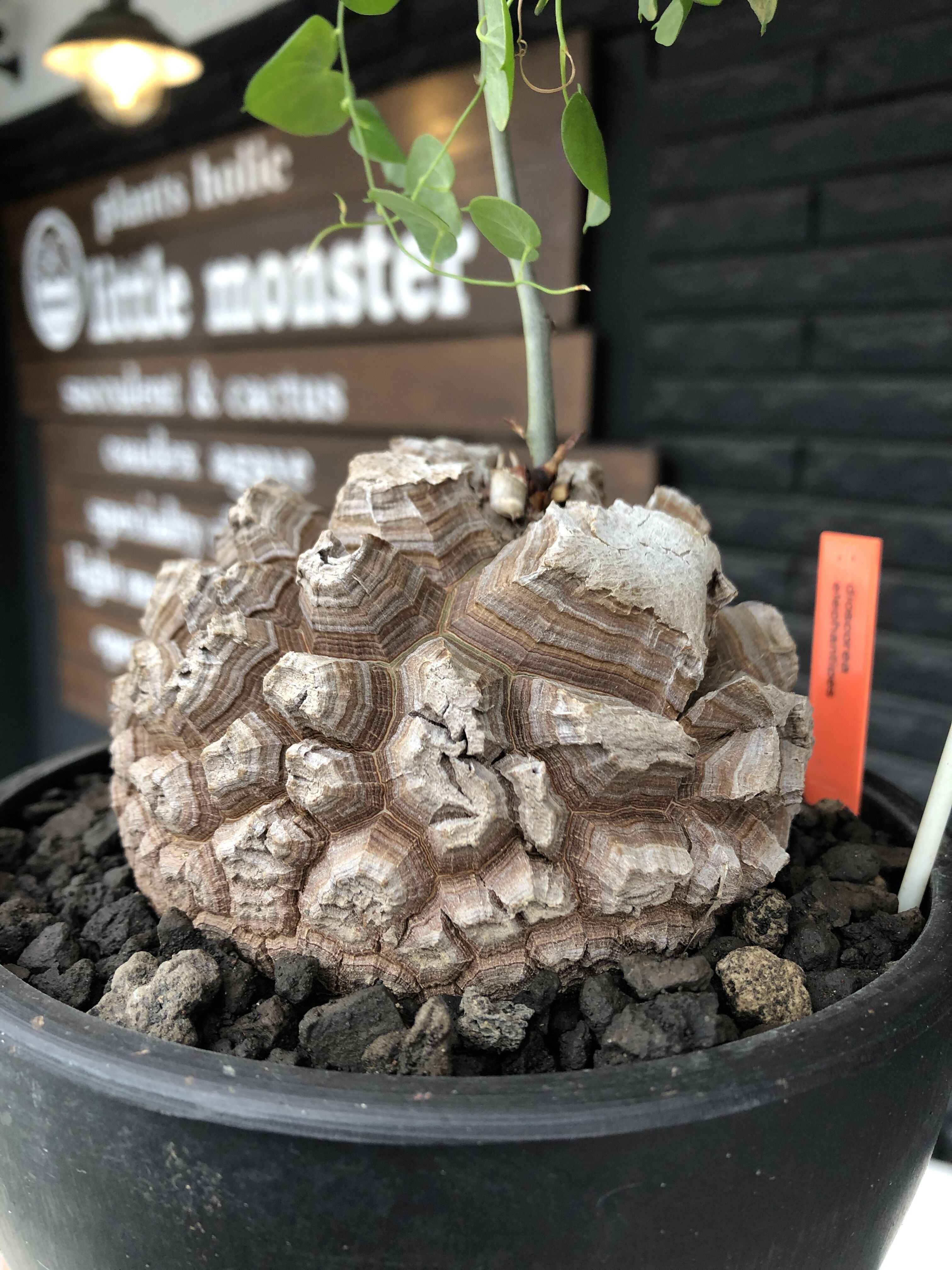 dioscorea elephantipes アフリカ亀甲竜《大きめL size》※今後輸入が