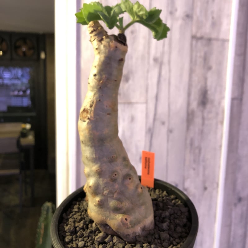 cyphostemma betiforme《M size》ボコボコが堪らない‼︎大変人気な