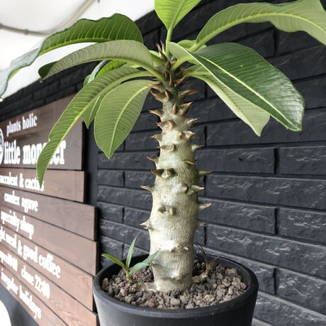pachypodium  baronii《L size》※激希少‼︎現地球発根後店主国内管理6年株※荒い太いstudsみたく大きな葉&太幹がwildな一株※mad black pot植え