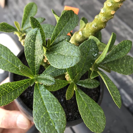 希少‼︎dorstenia   gigas《大きめM size》littmon  seed🌱7年株※極ぼってり株元に半端ない枝振りなリトモン渾身の一株※mad black bowl pot植え