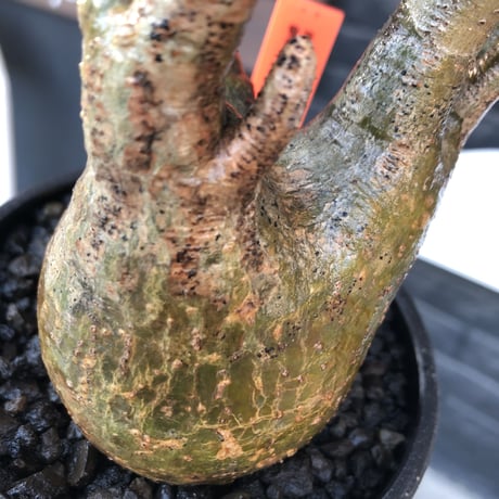 pachypodium gracilius《M size》一部希少green肌&良枝振り株※現地球発根後店主国内管理4年株※ぼってり樹形&良枝振りの良樹形※mad black bowl pot植え