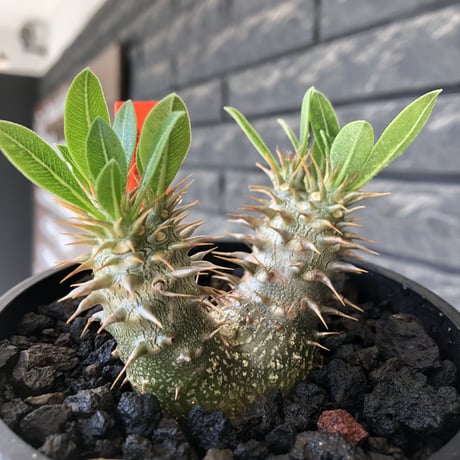 pachypodium densicaule ｗ-he'd恵比寿大黒《M size》※littmon seed🌱※恵比寿大黒らしからぬ双頭株のかわいい一株※mad black bowl pot植え