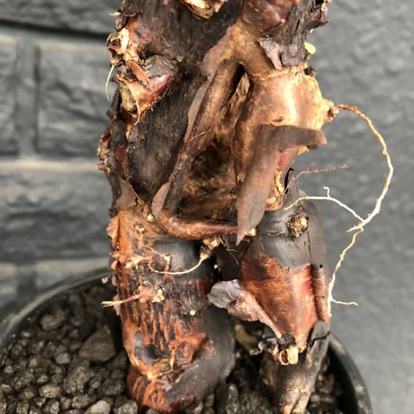 mestoklema   tuberosum《M  size》※冬季も成長開花する潅木‼︎丈短ででっぷり株ながら幹内にエグれも有り、大変wildな男前なblack肌‼︎※mad black pot植え