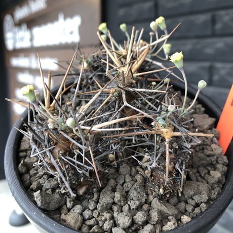 othonna  euphorbioides《M size》black肌※現地球発根後店主国内管理3年株※低重心weight低く堪らない良樹形※mad black bowl pot植え