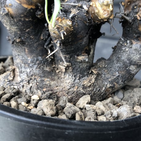 othonna  euphorbioides《大きめM size》※現地球発根後店主国内管理5年株※weight低く極めて短枝&枝数も多くボコボコ立体両A面樹形※mad black pot植え