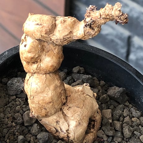 pelargonium  nova《L size》※現地球株発根済※丁度年月かけ脱皮後のためツルツル表皮も愛らしい大株※black pot植え
