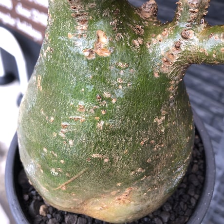 pachypodium gracilius《L size》希少green肌&ぼってり樹形※現地球発根後店主国内管理5年株※大変綺麗でbigなツル肌グラキ※mad black bowl pot植え