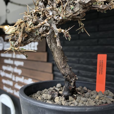 sarcocaulon  vanderietiae《大きめM size》※現地球発根後店主国内管理3年株※希少春秋型種‼︎良樹形な幹上がり仕立ての一株※mad black pot植え