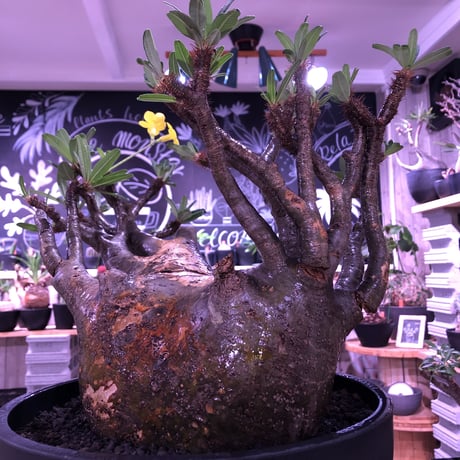 packypodium  gracilius《XL size》大株※現地球発根後店主国内管理7年株※大変big且つ激枝振り＆現地焼けbody※mad black bowl pot植え
