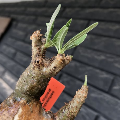 pachypodium gracilius《大きめS size》希少‼︎green肌＆現地焼け肌※現地球発根後店主国内管理2年株※かわいい樹形に荒々しい現地焼けも魅力※mad black pot植え