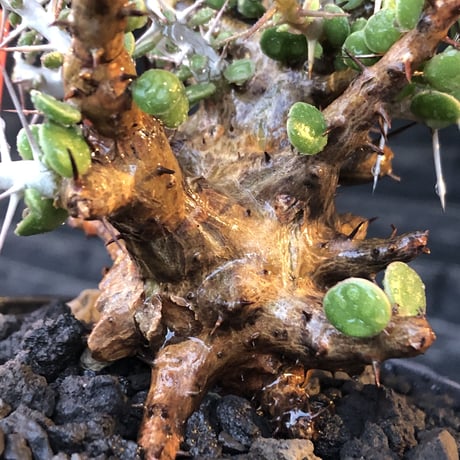 alluaudia comosa《 M size》店主長期作り込み株※現地球発根後店主国内管理6年株※極めて低重心且つ良枝振りの味深くcompactな一株※mad black pot植え