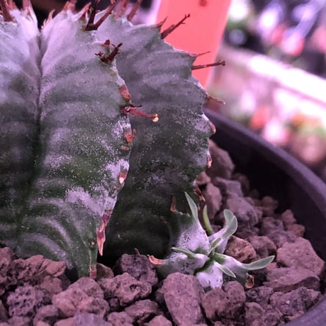 euphorbia horrida《小さめM size》※現地球発根済株※weight低きぼってり手乗りサイズの子吹き株‼︎アルバcolorなホリダ※mad black bowl pot植え