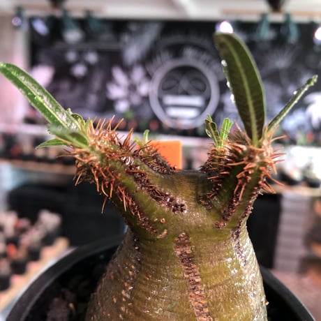 pachypodium gracilius《大きめS size》希少‼︎green肌※現地球発根済株※店主国内管理2年株※株元ぼってり且つbalance枝振り良き一株※mad black pot植え