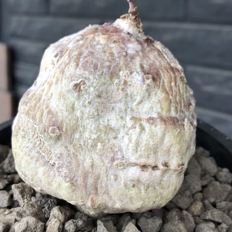 raphionacme zeyheri《M size》希少種※現地球発根後店主国内管理8年株※希少性高く、ボコボコ球体樹形が堪らない‼︎白肌の中に一部赤肌を持つ一株※mad black pot植え