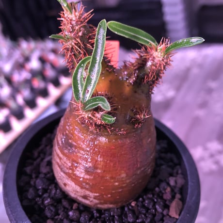 pachypodium  gracilius《大きめS size》極赤肌＆良樹形※現地球発根済株※店主国内管理2年株※樹形は可愛く＆エグいほどwildな極赤肌な良樹形※mad black pot植え
