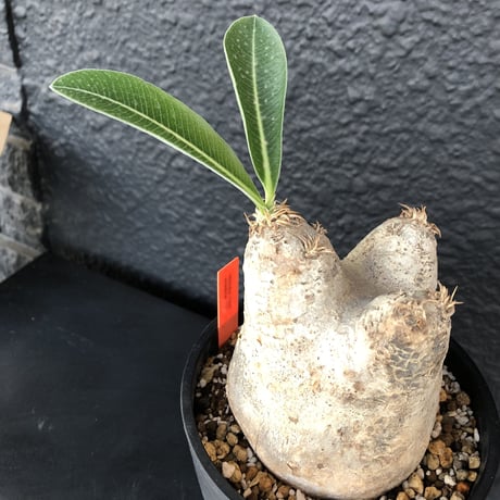 packypodium    roslatum var. eburneum（M size）※発根済み