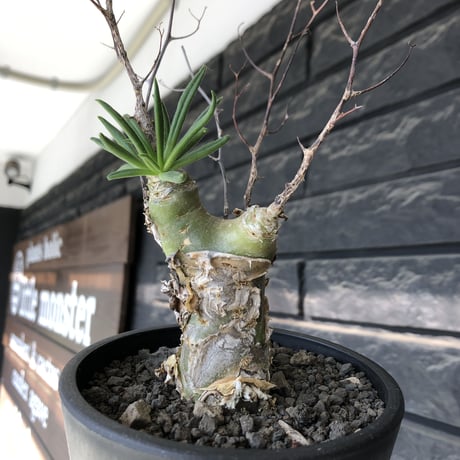 tylecodon  reticulatus《M size》※現地球発根済株※店主国内管理4年株※棘も多く残っており幹太めな味深き一株‼︎美しさ &impact絶大※mad black pot植え