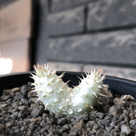 pachypodium inopinatum ｗ-he'd《S size》※littmon seed🌱※当店実生株ながら希少‼︎双頭株の美しくかわいい一株※mad black pot植え