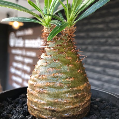 pachypodium gracilius《大きめS size》※現地球株発根済※可愛さだけでは終わらない!green肌＆現地焼けに横筋の強さも堪らない一株※black bowl pot植え