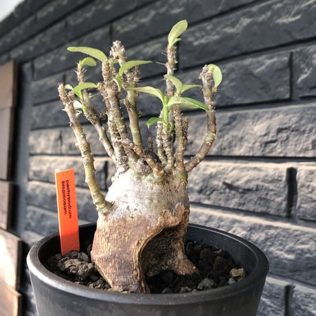 pachypodium bispinosum 《小さめM size》※現地球発根後店主国内管理3年株※生き様強く感じるエグれ球体株※mad black pot植え