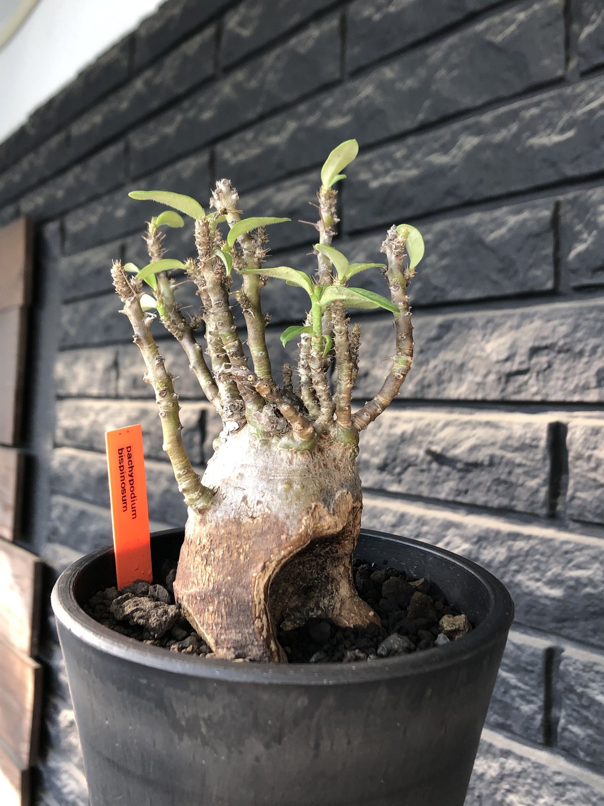 Pachypodium 現地球 pachypodium bispinosum 《小さめM size》※現地球発根後店主国内