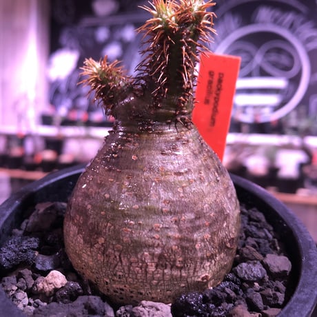 packypodium  gracilius《大きめS size》超絶まん丸株※現地球発根済株※店主国内管理2年株※まん丸球体樹形のかわいすぎる奴※mad black pot植え