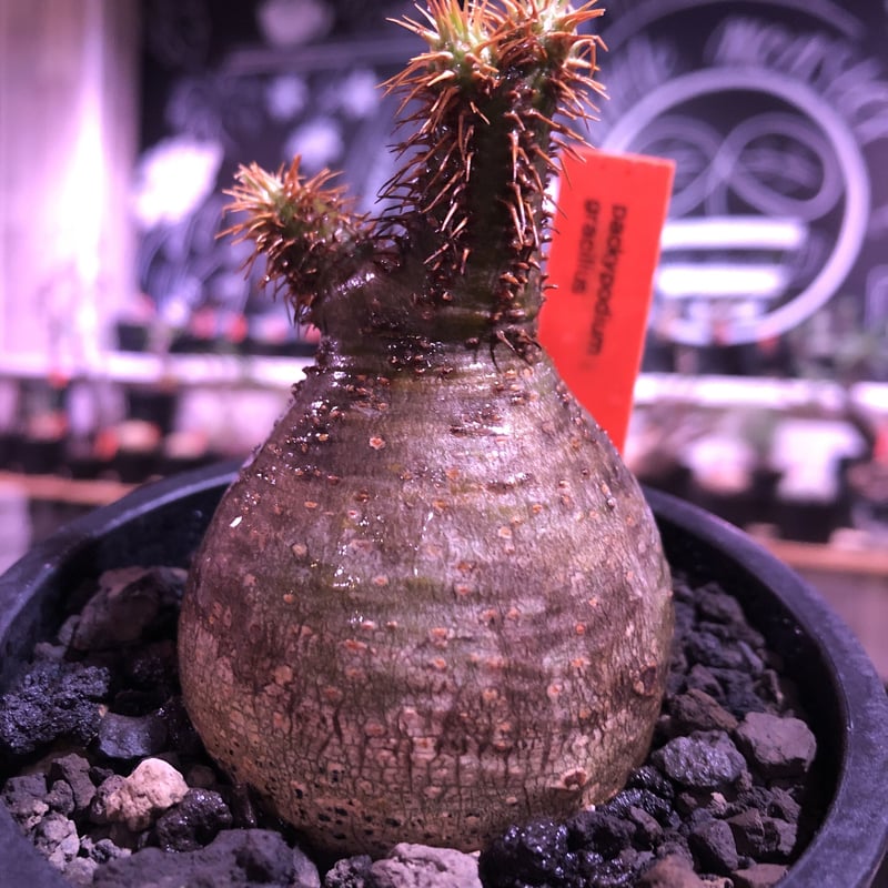 コレクション株】 最高形 モンスター パキポディウム グラキリス 現地