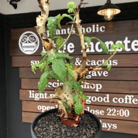 commiphora  africana《L size》※現地球株発根済※美しくbalance良き佇まい※tall pot植え