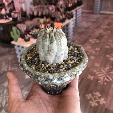 copiapoa   cinerea  黒王丸《M size》希少※現地球株自根株‼︎※店主国内管理2年株※大変白さ&サイズ感&balance良き黒王丸※陶器 pot植え