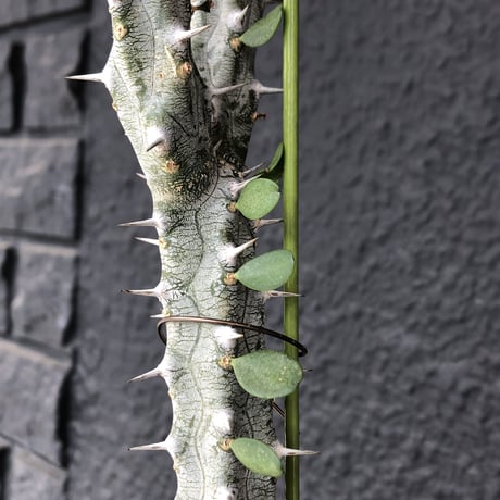 alluaudia   procera《亜竜木》