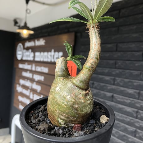 pachypodium gracilius《S size》極green肌&ぼってり樹形※現地球発根後店主国内管理2年株※丸み強く絶妙な捻くれ枝振りも愛くるしい一株※mad black pot植え