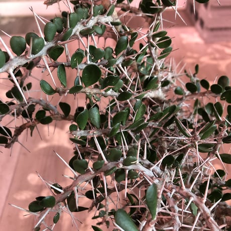alluaudia    comosa《L size》※現地球発根済み株‼︎※balance良き単頭立ちコモサ‼︎ ※店主管理国内1年株‼︎　※希少株‼︎