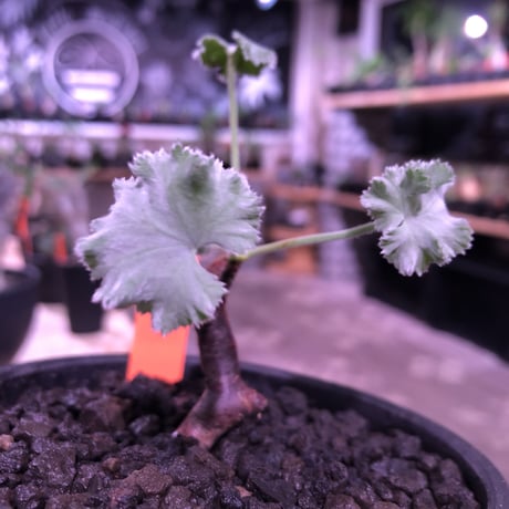 pelargonium  mirabile《S  size》追加第二弾‼︎　芽吹き済み株‼︎ ※限定２株  ※愛おしく堪らないと感じる冬型の人気者‼︎　※mad black bowl pot植え‼︎