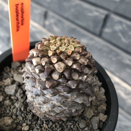 euphorbia bupleurifolia《大きめM size 》※まん丸球体株※現地球発根後店主国内管理5年株※ボコボコ肌＆良サイズ感なまん丸球体株※mad black pot植え